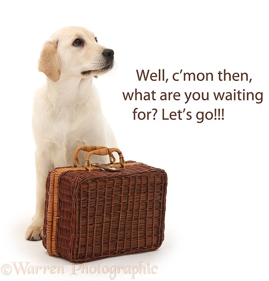 Yellow Labrador Retriever pup, 4 months old, waiting by a suitcase, white background