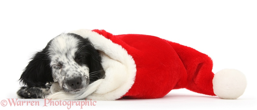 Black-and-white Border Collie x Cocker Spaniel puppy, 11 weeks old, sleeping in a Father Christmas hat, white background