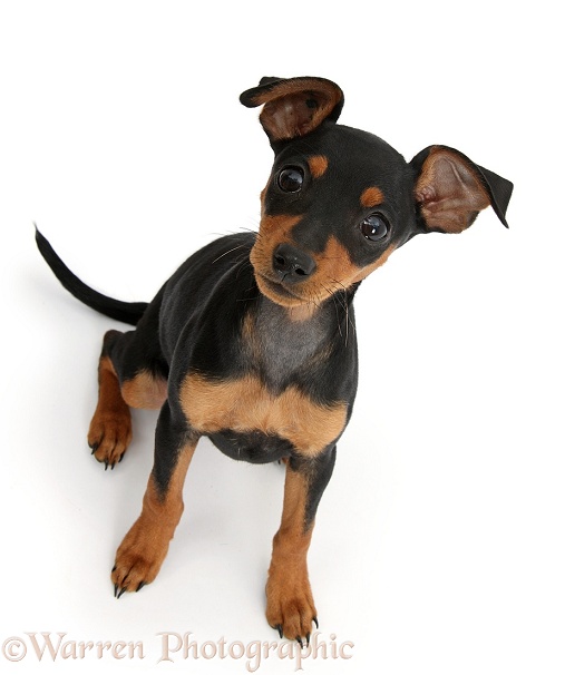 Miniature Pinscher puppy, Orla, sitting and looking up, white background