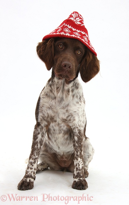 Munsterlander, Helena, 5 months old, wearing a woolen hat, white background