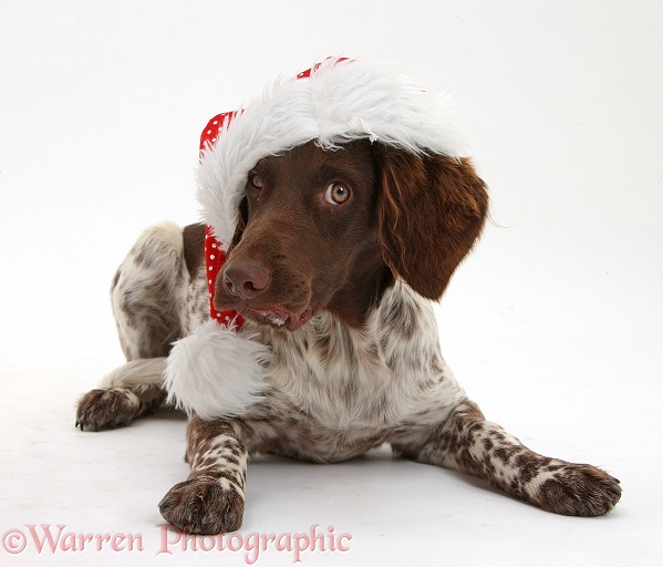 Munsterlander, Helena, 5 months old, wearing a Father Christmas hat, white background