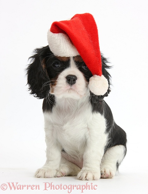 Cavalier King Charles Spaniel puppy wearing a Father Christmas hat, white background