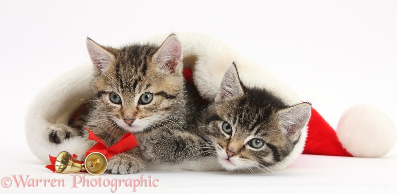 Cute tabby kittens, Stanley and Fosset, 7 weeks old, in a Father Christmas hat, white background