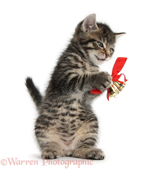 Cute tabby kitten, Fosset, 7 weeks old, playing with Christmas bells on a red ribbon, white background