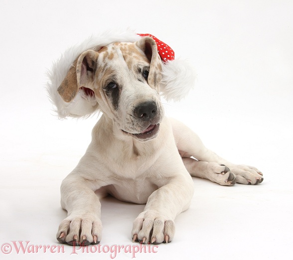Great Dane pup, Tia, 14 weeks old, lying with head up, wearing a Father Christmas hat, white background