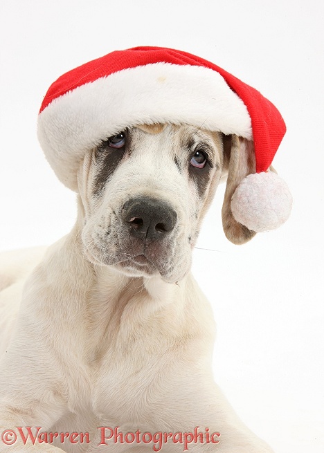 Great Dane pup, Tia, 14 weeks old, lying with head up, wearing a Father Christmas hat, white background