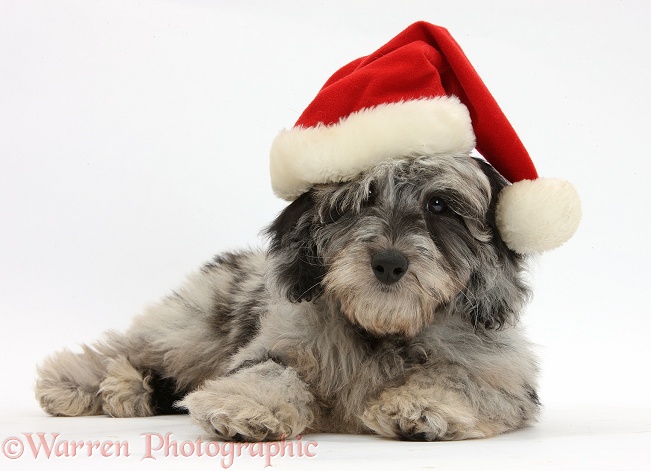 Fluffy black-and-grey Daxie-doodle pup, Pebbles, wearing a Father Christmas hat, white background