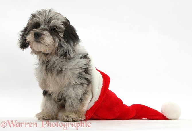 Fluffy black-and-grey Daxie-doodle pup, Pebbles, in a Father Christmas hat, white background