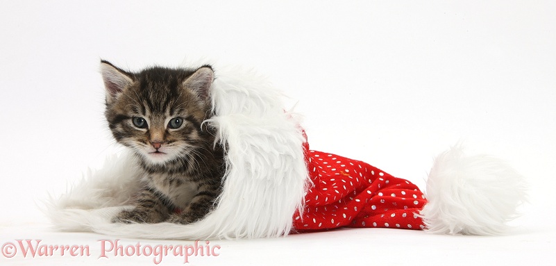 Cute tabby kitten, Fosset, 5 weeks old, in a Father Christmas hat, white background