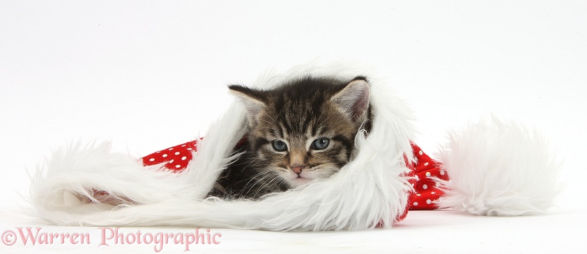 Cute tabby kitten, Fosset, 5 weeks old, in a Father Christmas hat, white background