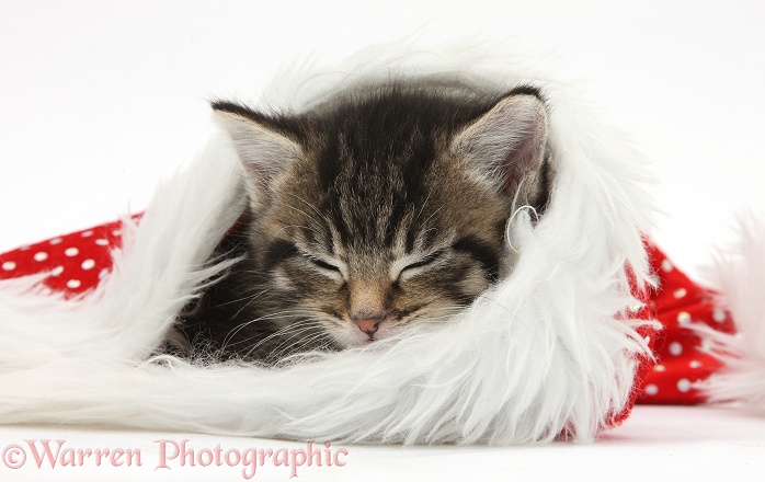 Cute tabby kitten, Fosset, 5 weeks old, sleeping in a Father Christmas hat, white background