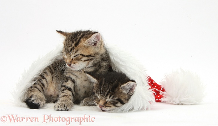 Cute tabby kittens, Stanley and Fosset, 5 weeks old, sleeping in a Father Christmas hat, white background