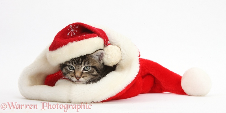 Cute tabby kitten, Fosset, 7 weeks old, in and wearing a Father Christmas hat, white background