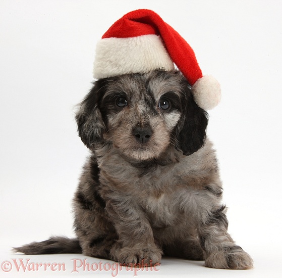 Black-and-grey merle Daxiedoodle puppy, wearing a Father Christmas hat, white background