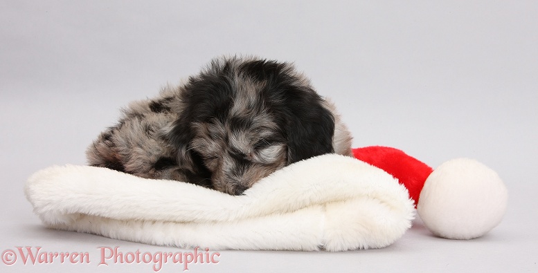 Black-and-grey merle Daxiedoodle pup sleeping on a Father Christmas hat on grey background