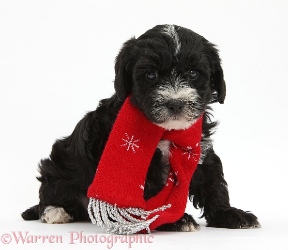 Yorkipoo puppy, 7 weeks old, wearing a scarf, white background