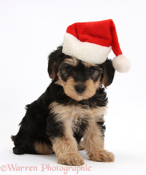 Yorkipoo pup, 7 weeks old, wearing a Father Christmas hat, white background