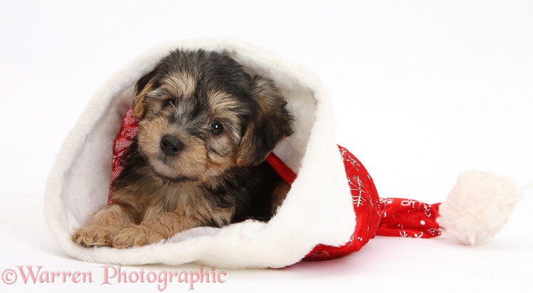 Yorkipoo pup, 7 weeks old, in a Father Christmas hat, white background