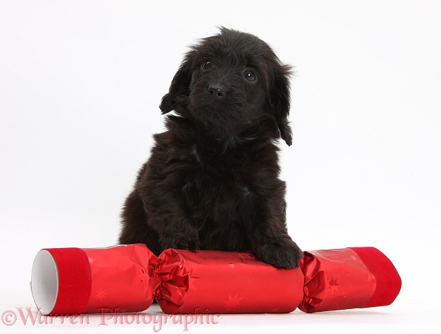 Black Doxie-doodle puppy, 6 weeks old, with paws over a red Christmas cracker, white background