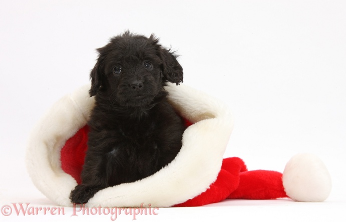 Black Doxie-doodle puppy, 6 weeks old, in a Father Christmas hat, white background