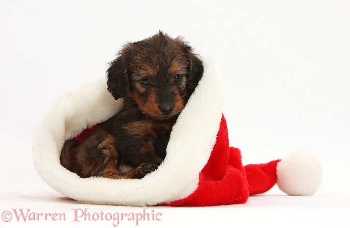 Red-and-black merle Doxie-doodle pup, 6 weeks old, in a Father Christmas hat, white background