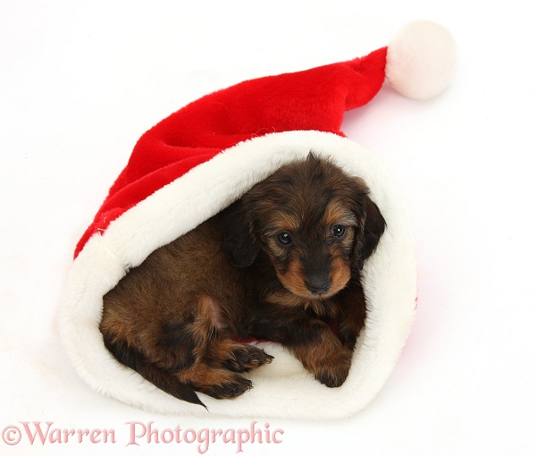 Red-and-black merle Doxie-doodle pup, 6 weeks old, in a Father Christmas hat, white background