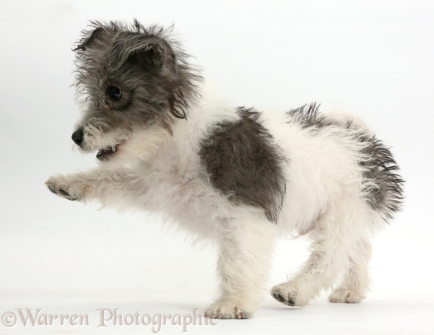 Jack Russell x Westie pup, Mojo, 12 weeks old, with raised paw, white background