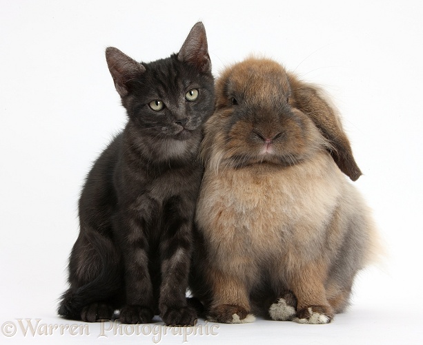Smoke black kitten and Lionhead-Lop rabbit, Dibdab, white background