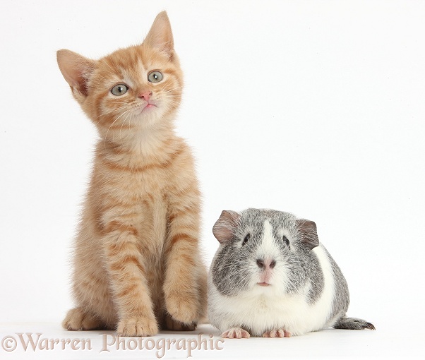 Ginger kitten and silver-and-white Guinea pig, white background