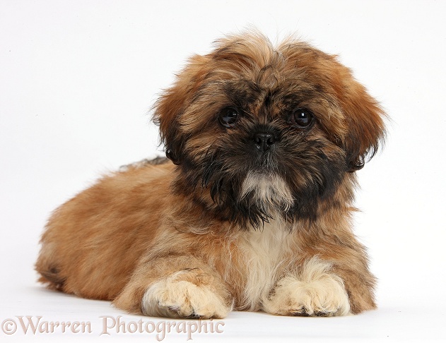 Brown Shih-tzu pup lying with head up, white background