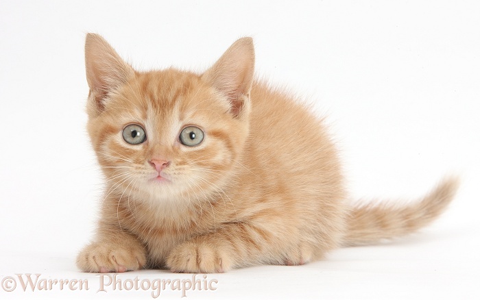 Ginger kitten crouching, white background