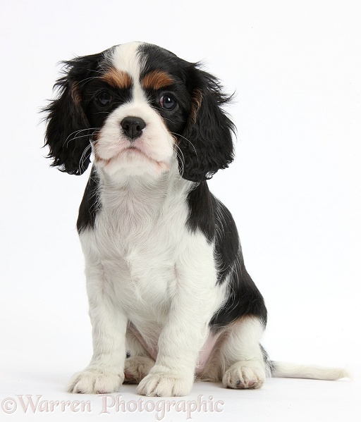 Tricolour Cavalier King Charles Spaniel puppy sitting, white background