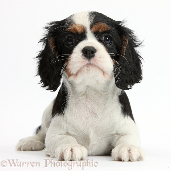 Tricolour Cavalier King Charles Spaniel puppy lying with head up, white background