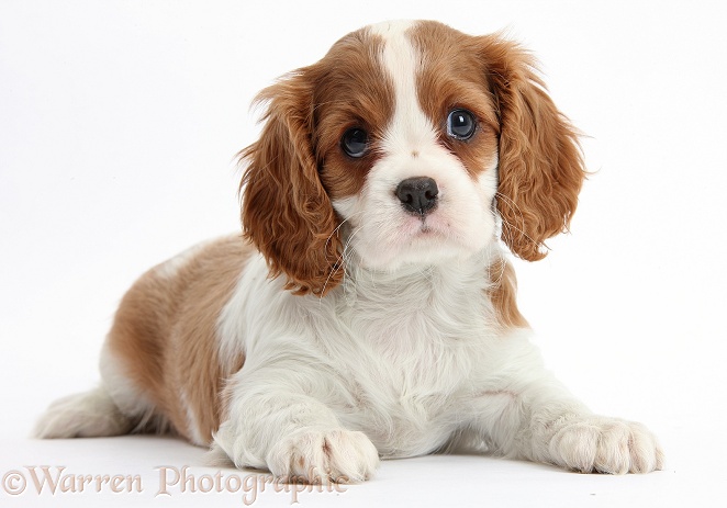 Blenheim Cavalier King Charles Spaniel puppy lying with head up, white background