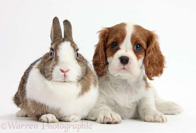 Blenheim Cavalier King Charles Spaniel puppy and and Netherland Dwarf rabbit, white background