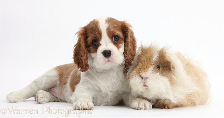Blenheim Cavalier King Charles Spaniel puppy and shaggy Guinea pig, white background
