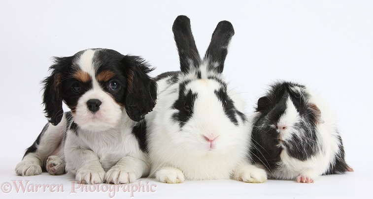Black-and-white rabbit, Bandit, with tricolour Cavalier King Charles Spaniel puppy and Guinea pig, white background