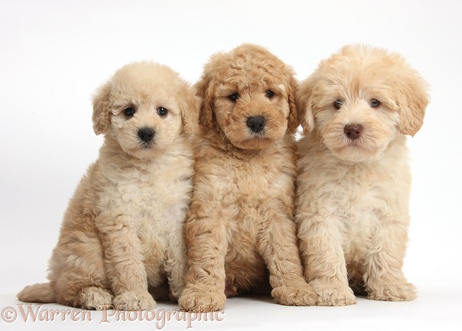 Three cute Toy Goldendoodle puppies, white background