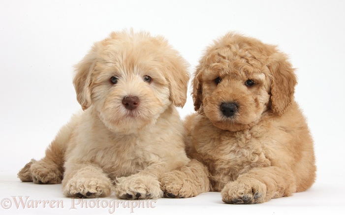Two cute Toy Goldendoodle puppies, white background