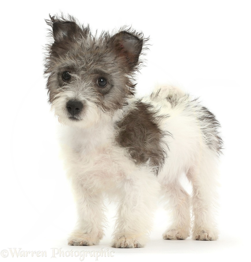 Jack Russell x Westie pup, Mojo, 12 weeks old, standing, white background