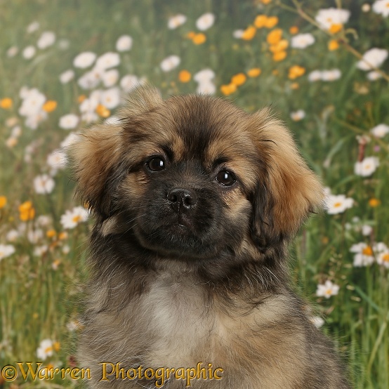 Tibetan Spaniel dog puppy, Bair, 13 weeks old
