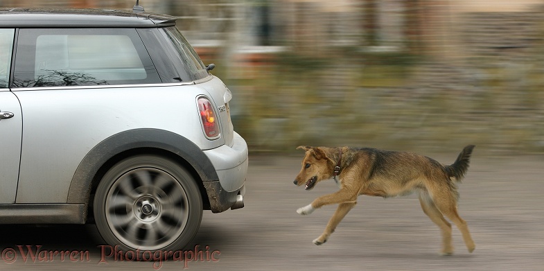 Lakeland Terrier x Border Collie, Bess, chasing a car