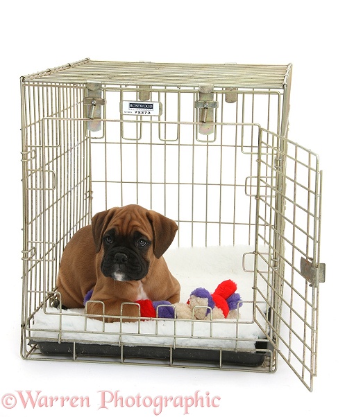 Boxer puppy, Boris, 12 weeks old, in a crate with a toy, white background