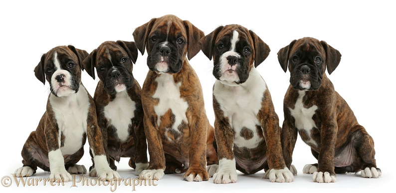 Five Boxer puppies, 8 weeks old, white background