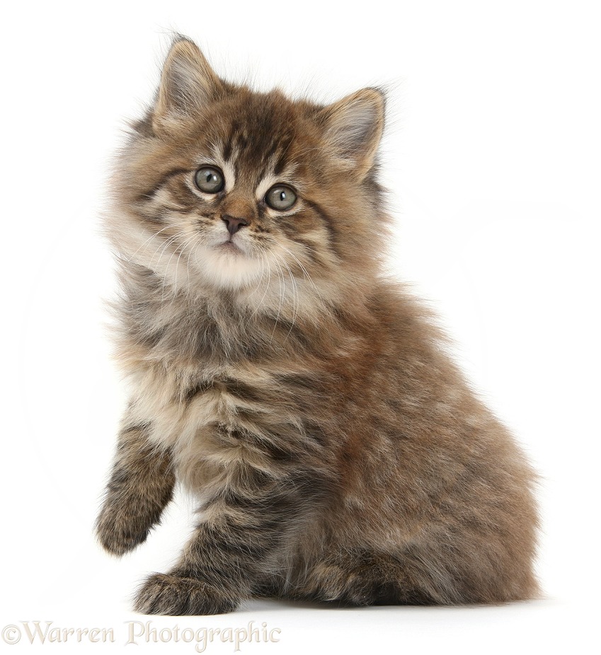 Brown tabby Maine Coon kitten, 7 weeks old, lifting a paw, white background