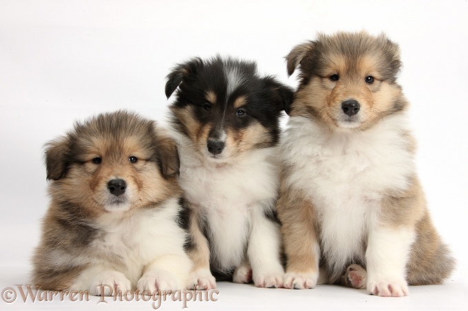 Three Rough Collie pups, 7 weeks old, white background