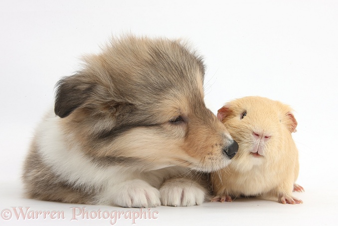 Sable Rough Collie puppy and yellow Guinea pig, white background