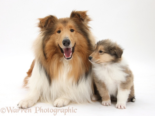Sable Rough Collie dog, and puppy, 7 weeks old, white background