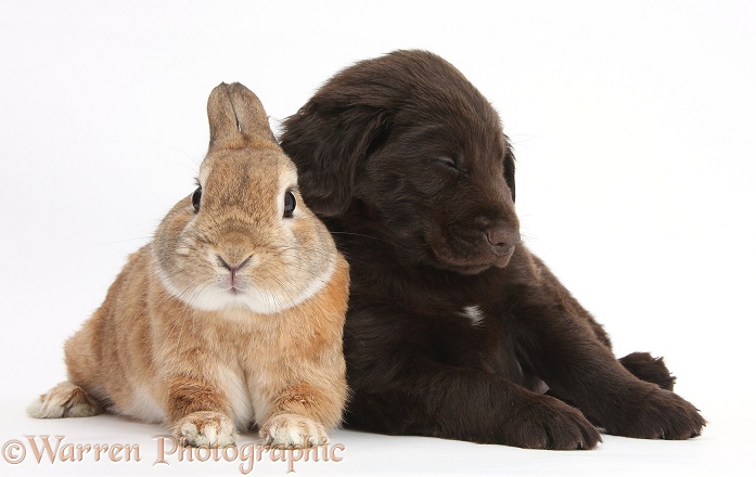 Liver Flatcoated Retriever puppy, 6 weeks old, falling asleep on Netherland Dwarf-cross rabbit, Peter, white background