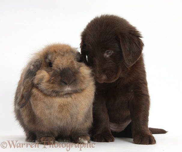Liver Flatcoated Retriever puppy, 6 weeks old, with Lionhead Lop rabbit, Dibdab, white background